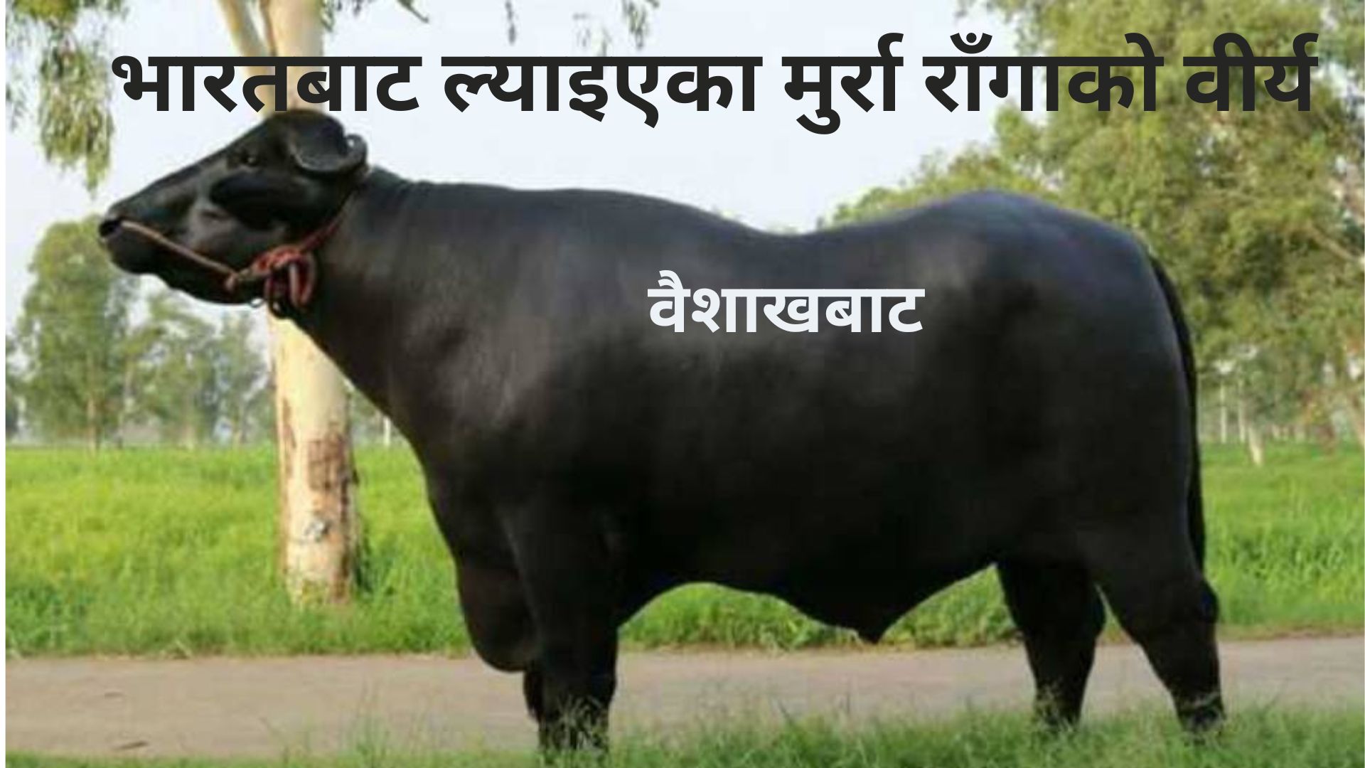 मुर्रा राँगाको ‘सिमोन’ वैशाखबाट