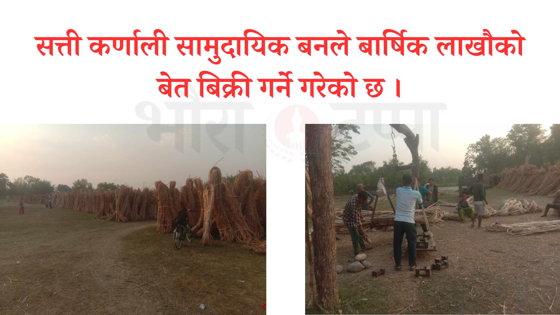 सत्ती कर्णाली सामुदायिक वनकाे आम्दानीकाे श्राेत बेत उत्पादन