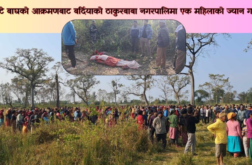 पाटे बाघको आक्रमणबाट बर्दियाको ठाकुरबाबा नगरपालिमा एक महिलाको ज्यान गयो