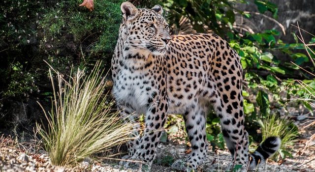 चितुवाको आक्रमणबाट महिलाको मृत्यु