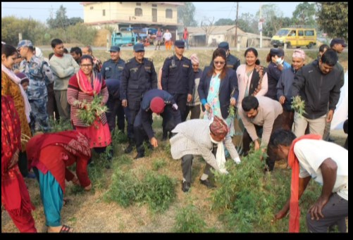 बर्दियामा गाँजा फडानी अभियान सुरु