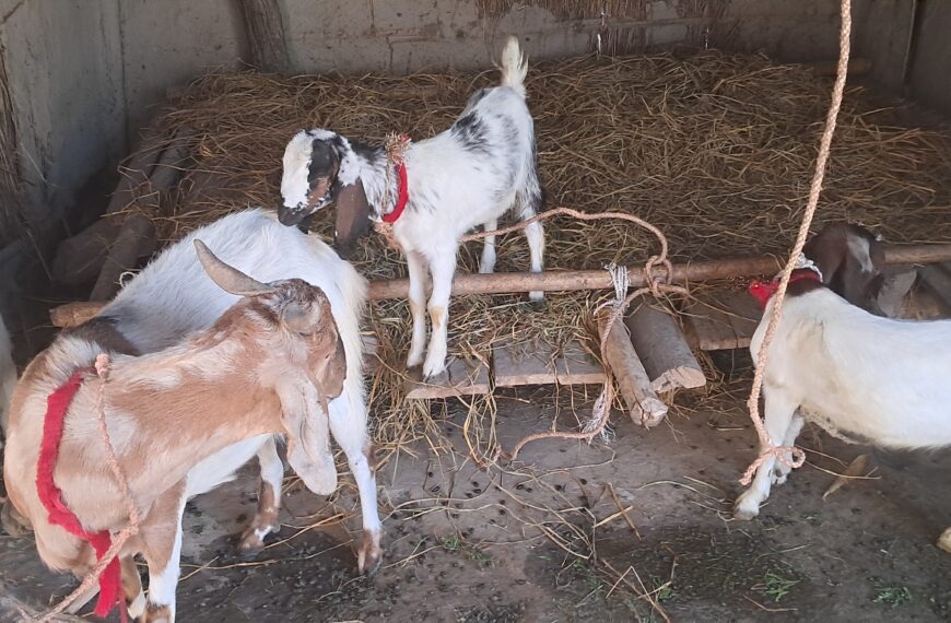 चितुवाले पशुचौपाया खान थाले पछि स्थानियहरु त्रसित