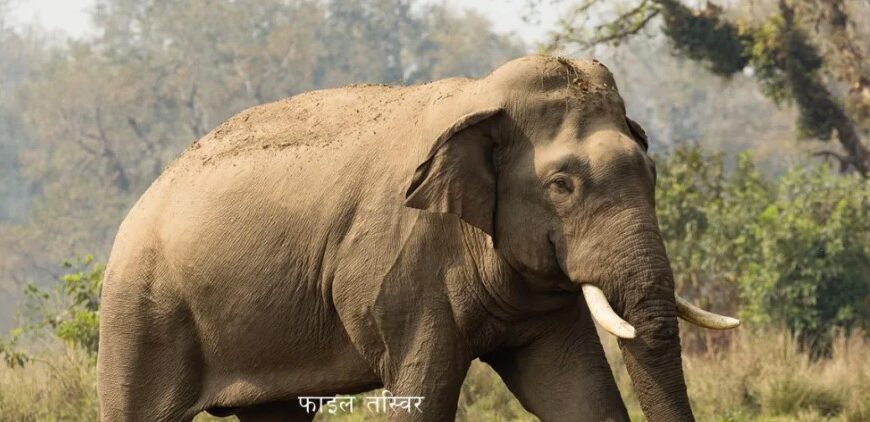 जंगली हात्तीको आक्रमणबाट पुरुषको मृत्यु