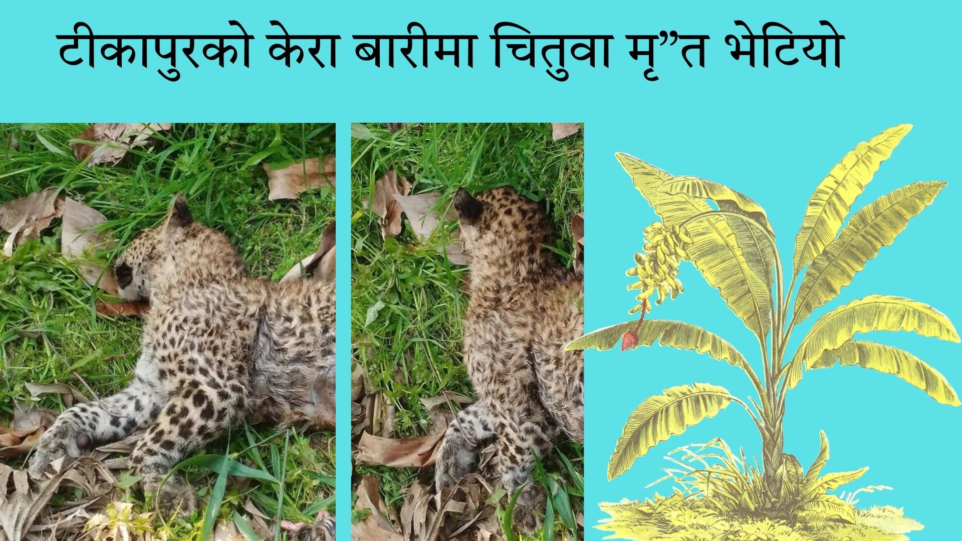 टीकापुरकाे केरा बारीमा चितुवा मृ”त भेटियाे