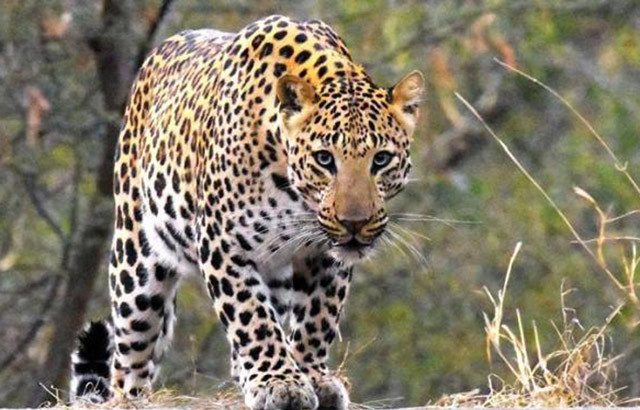 चितुवाको आक्रमणबाट गुलरियामा नौ बर्सिय बालिकाको मृत्यु