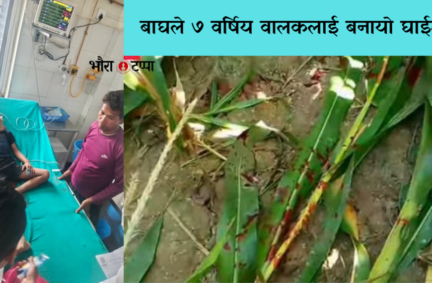 बाघले ७ वर्षिय वालकलाई बनायो घाईते