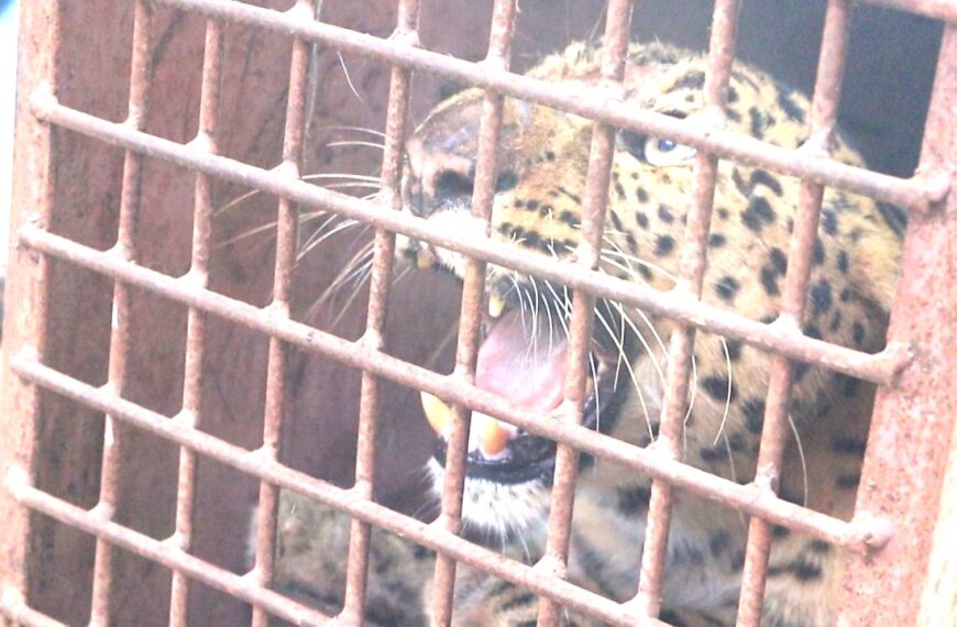 एक हप्ताको अपरेशनपछि चितुवा नियन्त्रणमा