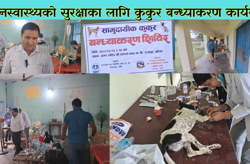राजापुर नगरपालिकामा सामुदायिक कुकुरहरुको बन्ध्याकरण कार्यक्रम