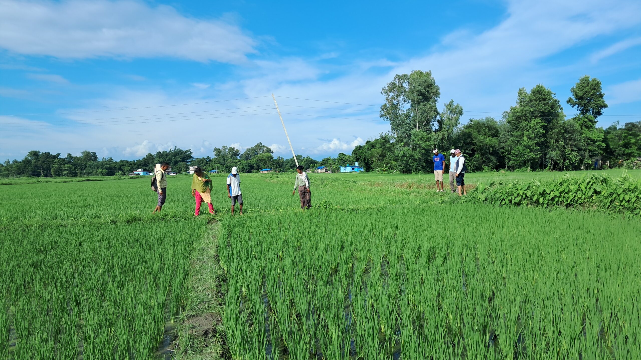 राजापुर–८ मा सामूहिक बिउ उत्पादन कार्यक्रम सञ्चालन, १२८ कृषक सहभागी