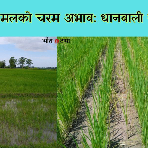 सिजनमै मल अभाव, उत्पादन घट्ने चिन्ता चुलियो