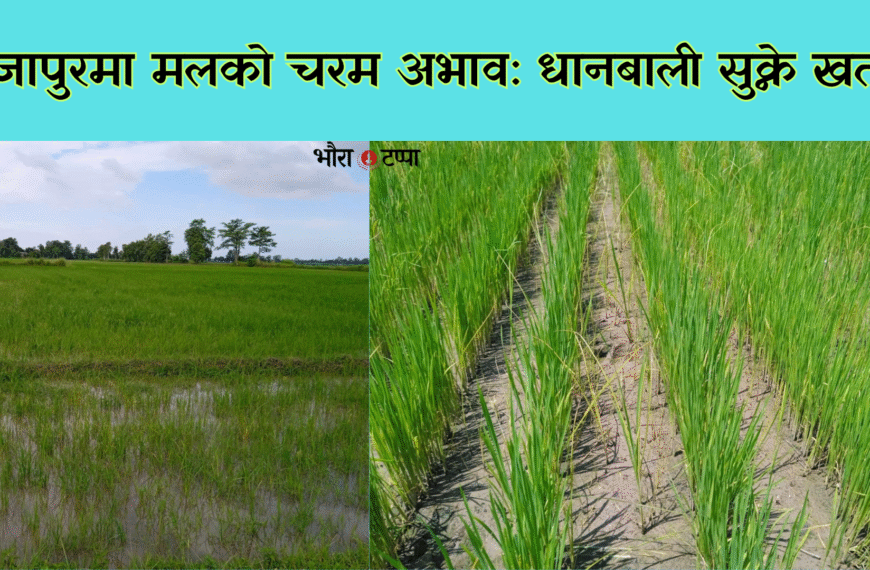 सिजनमै मल अभाव, उत्पादन घट्ने चिन्ता चुलियो