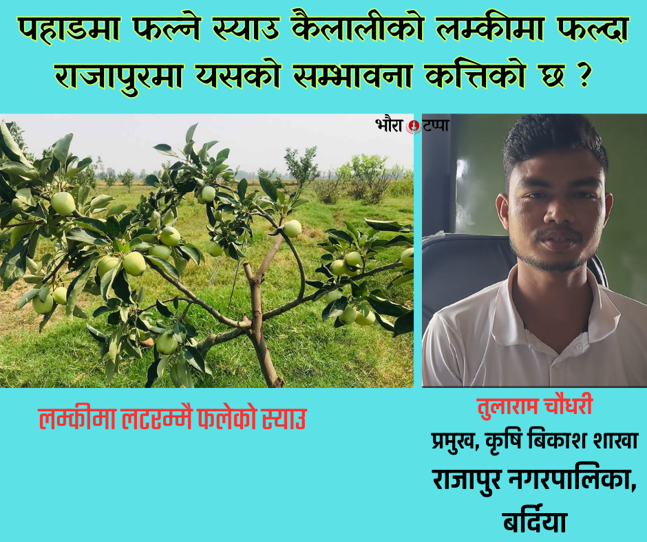 तराइमै फल्न थाले स्याउ, राजापुरमै पनि व्यावसायिक उत्पादनको अवसर