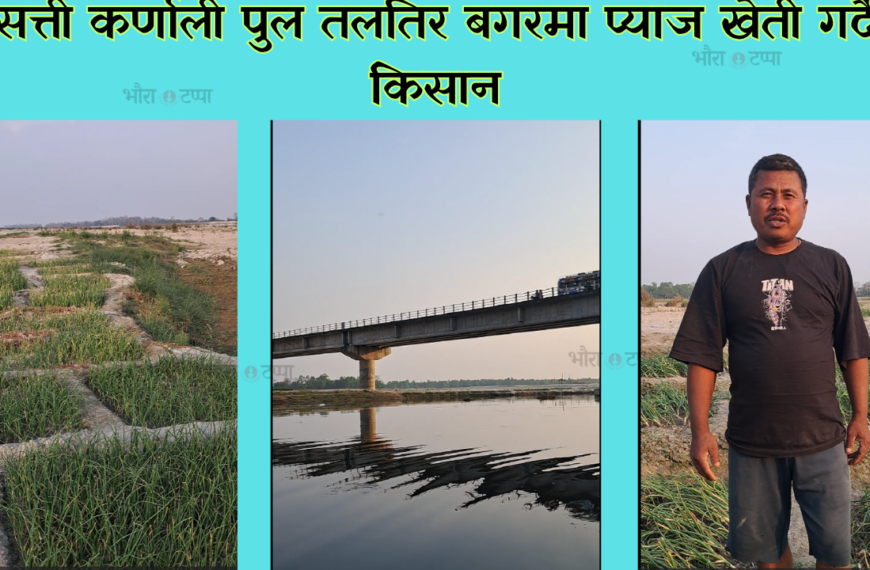 सत्ती कर्णाली पुल तलतिर बगरमा प्याज खेती गर्दै किसान