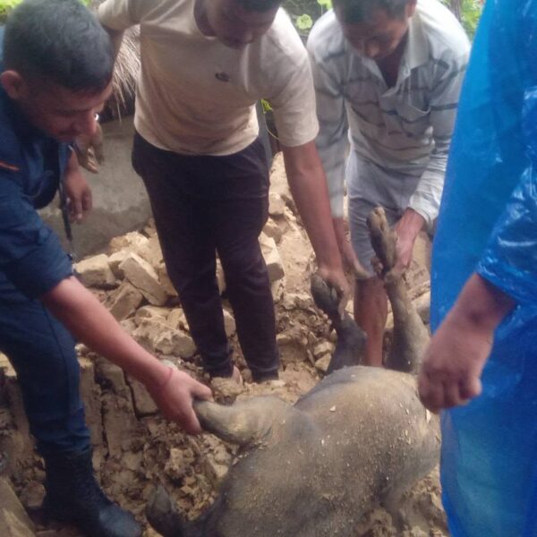 अविरल वर्षाका कारण बर्दियाका विभिन्न स्थानमा घरमा क्षति, एक बंगुर मरेको